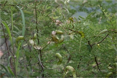 Mimosa prainiana